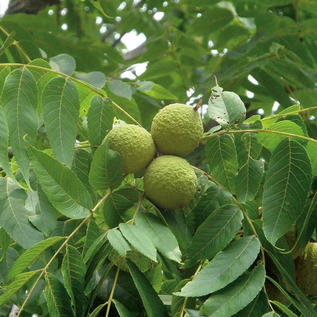 Premium whole walnuts in their natural shells, rich in healthy omega-3 fats