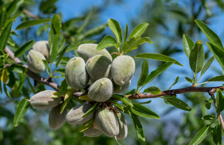 Natural almonds with crunchy texture and rich nutty flavor, perfect for healthy snacking and cooking.