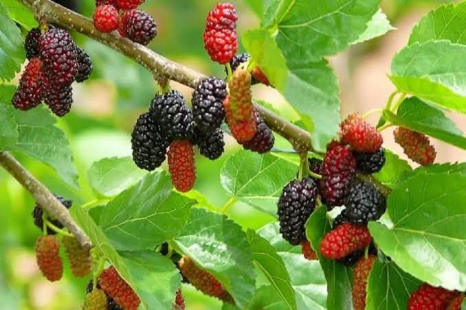 Boysenberries , deep purple, juicy berries with a glossy surface, soft texture, and a rich sweet-tart flavor, often enjoyed fresh or in desserts and preserves