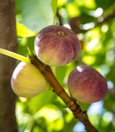 naturally dried baby figs with a soft texture and golden brown color, perfect for healthy snacking and baking.