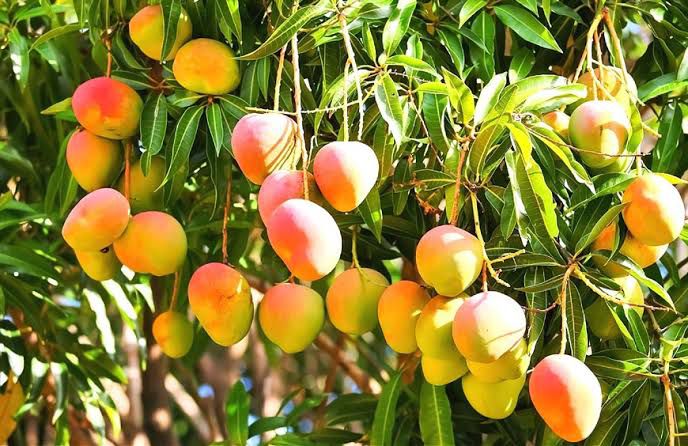 Dried mango slices with vibrant orange color, sweet and chewy tropical snack.