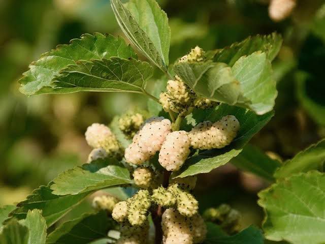 White mulberries , small, elongated pale cream berries with a chewy texture, delicate sweetness, and a mild honey-like flavour, perfect for snacking or adding to cereals and trail mixes