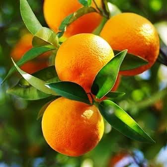 Dried orange slices , bright orange citrus rounds with a slightly translucent flesh, chewy texture, and a sweet tangy flavour, ideal for snacking, garnishing drinks, or decorating desserts