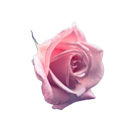 Rose Petal 