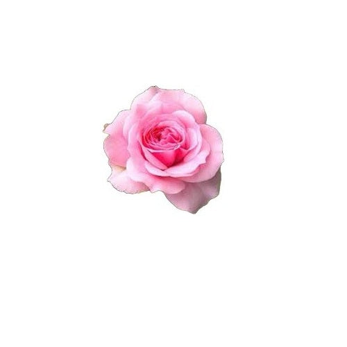 Rose Bud 