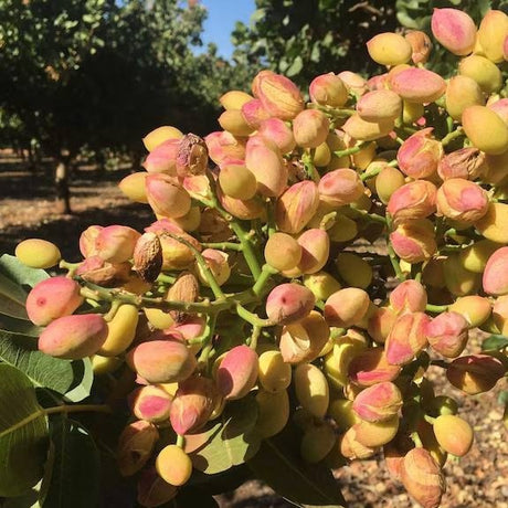 Pistachio , shelled, vibrant green nuts with a smooth surface, firm texture, and a naturally sweet, nutty flavour, ideal for snacking, baking, and garnishing dishes