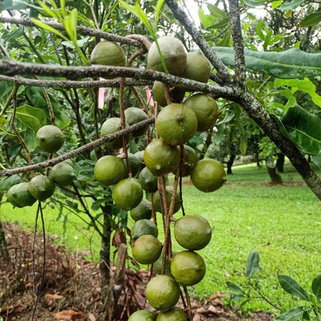 Australian macadamia tree growing healthy nuts