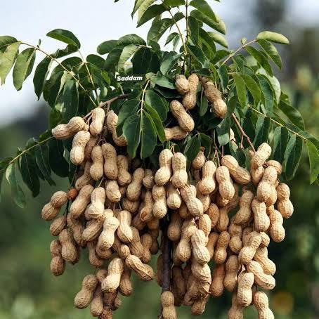 Premium peanuts in their natural shells