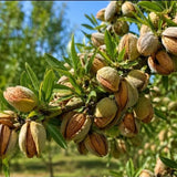 Natural almonds with crunchy texture and rich nutty flavor, perfect for healthy snacking and cooking.