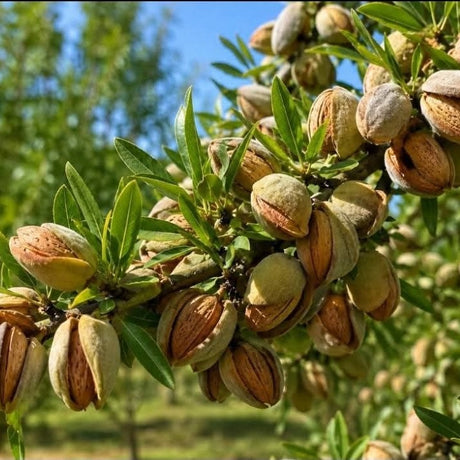 Natural almonds with crunchy texture and rich nutty flavor, perfect for healthy snacking and cooking.