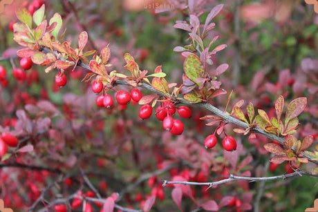 Dried barberries , small, vibrant red berries with a wrinkled texture, tangy flavor, and glossy finish, often used in cooking and garnishing dishes
