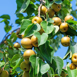 Australian dried Nashi pear slices with a naturally sweet flavour, soft chewy texture, and light golden colour.