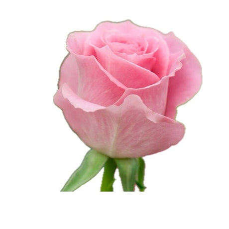 Natural dried rose petals in a bowl, perfect for desserts, infusions, and crafts.