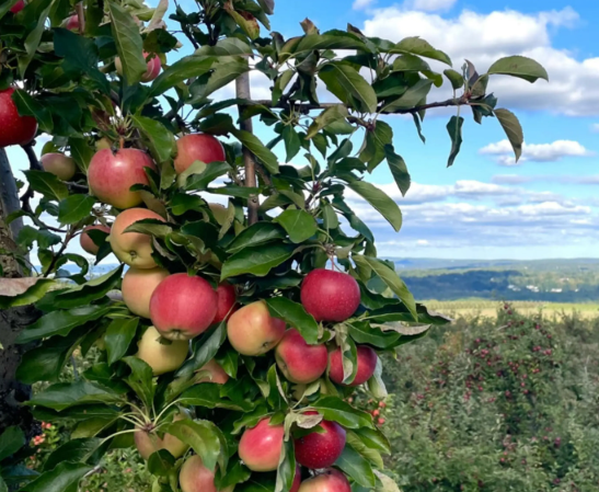 Australian Mixed Apples , Australian mixed dried apples featuring a variety of sweet and tangy apple slices with a natural chewy texture and vibrant fruity colours.