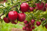 Premium dried apple in a bowl, perfect for healthy snacking or baking
