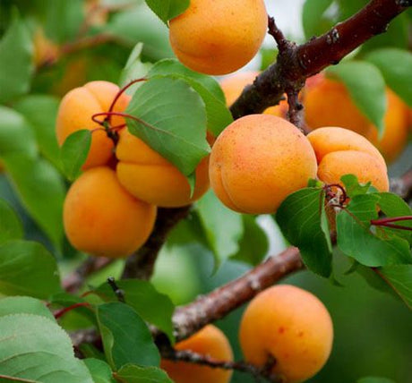 Freeze Dried Apricot , light, crisp pieces with a bright orange color, slightly airy texture, and naturally sweet, tangy flavor, perfect for snacking or adding to cereals and desserts