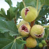 Dried figs in a bowl, naturally sweet and chewy healthy snack with rich texture and golden brown color.