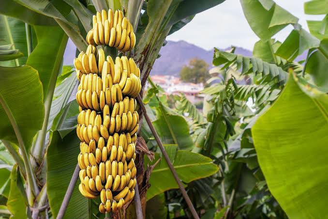 Dried Australian banana slices with natural sweetness, chewy texture, and golden yellow color, perfect for healthy snacking.