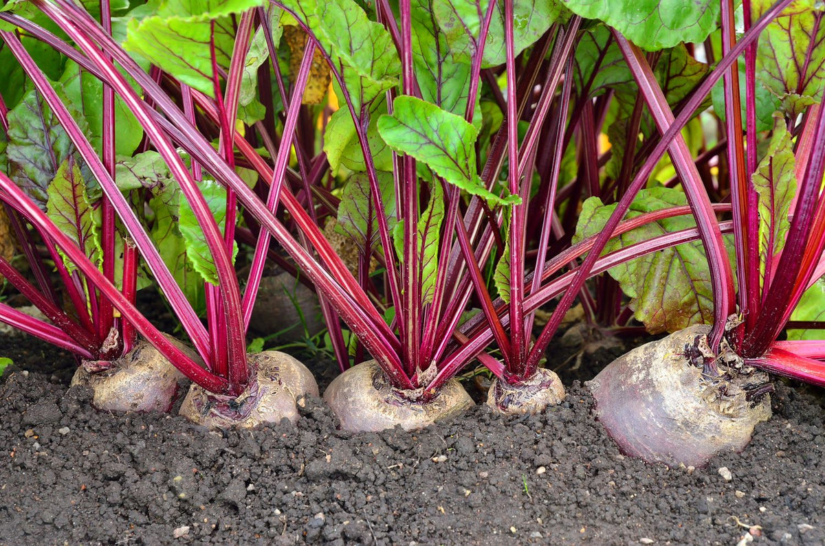 Beetroot powder – vibrant natural beetroot powder for smoothies, baking, drinks and everyday recipes