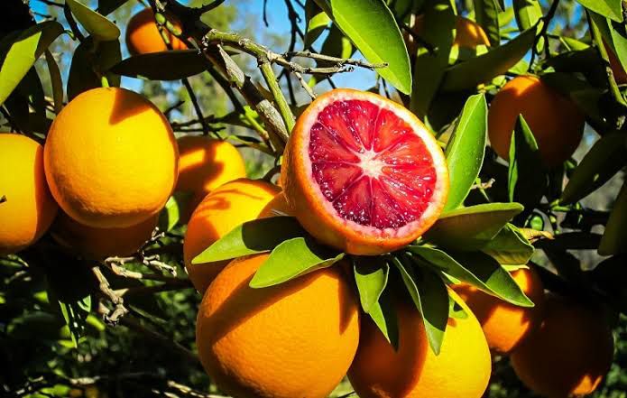 Dried blood orange slices , deep red and orange citrus rounds with a translucent flesh, slightly caramelised edges, and a rich, tangy-sweet aroma, perfect for garnishing drinks and desserts