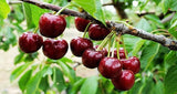 Dried cherries with deep red color, sweet and slightly tart fruit snack.