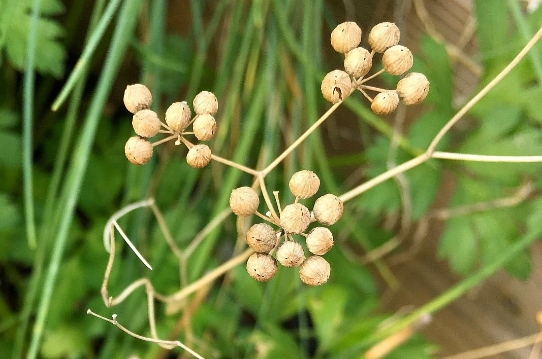 Dried coriander seeds – aromatic whole seeds for cooking, spice blends, curries and seasoning