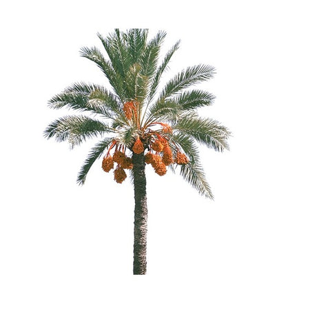 Mazafati dates with dark glossy skin, soft texture, and rich caramel-like sweetness.