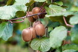 Dried kiwi pieces with tangy sweetness, ideal for cereals and desserts.