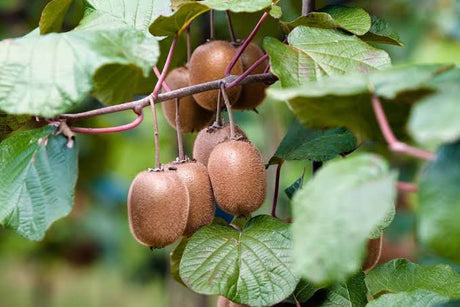 Dried kiwi pieces with tangy sweetness, ideal for cereals and desserts.