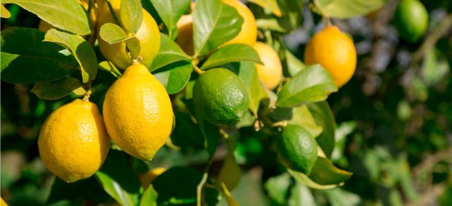 Premium whole dried lemon, commonly used in cooking, teas, and stews.