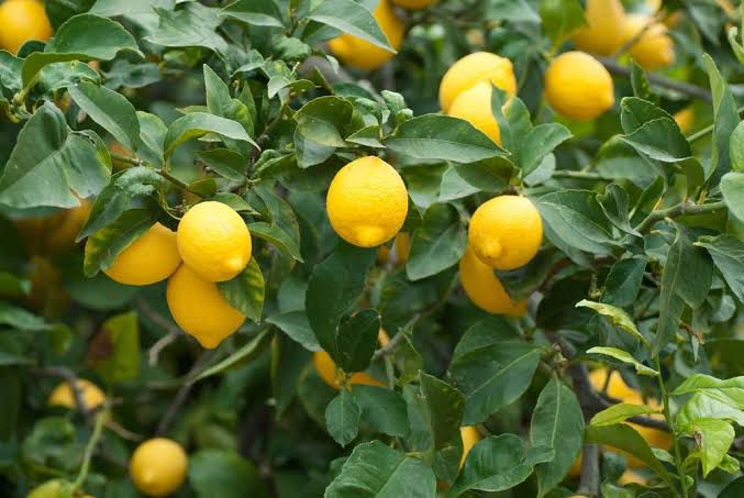 Premium dried Australian lemon slices, naturally tangy and full of citrus flavor.