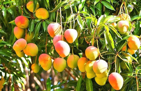 Dried mango slices with vibrant orange color, sweet and chewy tropical snack.
