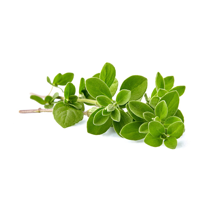 Oregano 