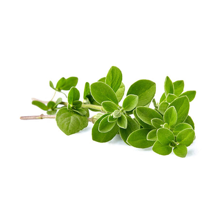Oregano 