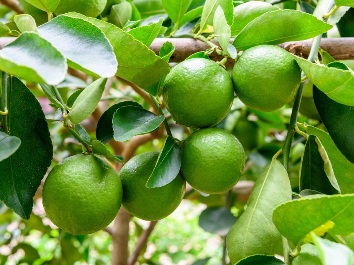 Dried black lemon slices – whole natural citrus pieces for cooking, tea and flavouring