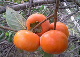 Persimmon , Golden orange dried persimmon pieces with soft, sweet, and rich taste.