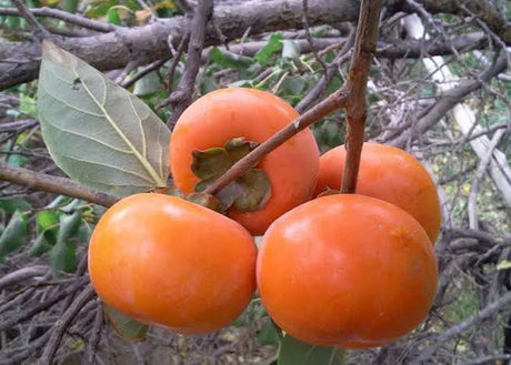 Persimmon , Golden orange dried persimmon pieces with soft, sweet, and rich taste.