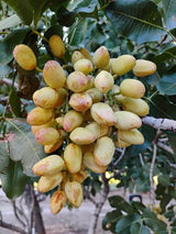 Pistachio , shelled, vibrant green nuts with a smooth surface, firm texture, and a naturally sweet, nutty flavour, ideal for snacking, baking, and garnishing dishes