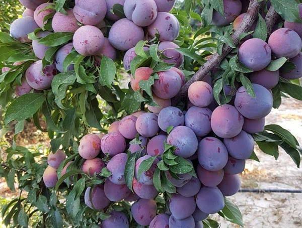 dried plums with a rich dark color and chewy texture, perfect for healthy snacks, desserts, and cooking.