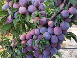 dried plums with a rich dark color and chewy texture, perfect for healthy snacks, desserts, and cooking.