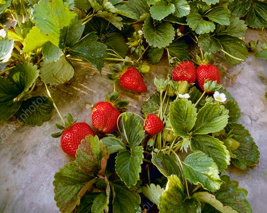 Dried strawberries with vibrant red color, sweet and slightly tangy fruit snack.