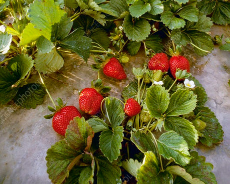 Dried strawberries with vibrant red color, sweet and slightly tangy fruit snack.